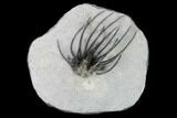 Very Rare, Spiny Heliopeltis Trilobite - Issoumour, Morocco #161102-1